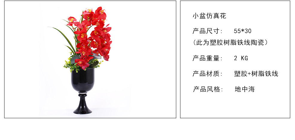 火红色蝴蝶兰XL-1010-0024