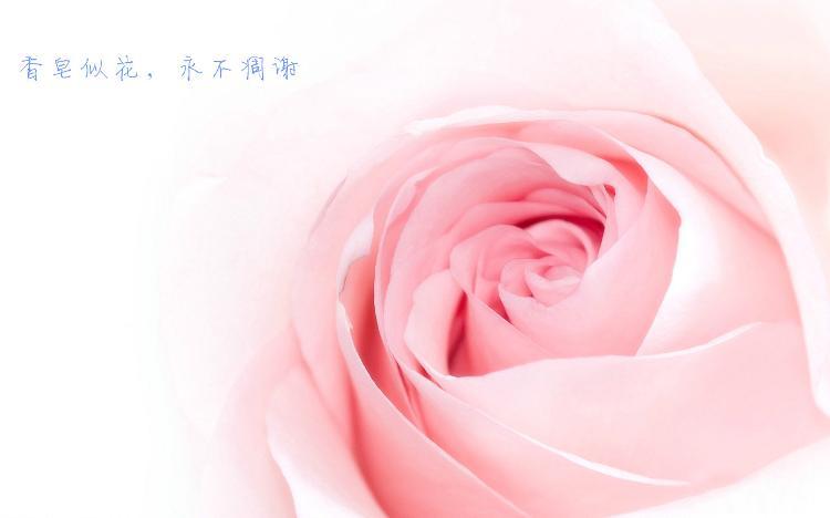 西式仿真手捧玫瑰花情人节礼物3