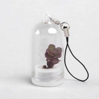 微景观成品多肉植物挂件 创意植物装饰垂吊装饰品 2