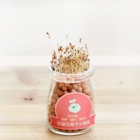 田园创意珍爱负离子绿色小盆栽