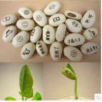创意绿色园艺爱情豆魔豆杰克豆可定做OEM