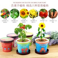 创意园艺宝贝计划系列绿色小盆栽