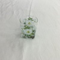 白玉兰-矮方杯