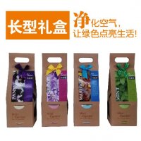 简约小长型绿色植物盆栽礼盒 办公室桌面绿色小植物