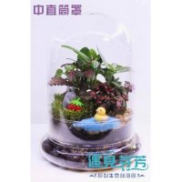 中号直筒罩微景观成品套装 景观植物生态瓶 苔藓景观瓶 花瓶