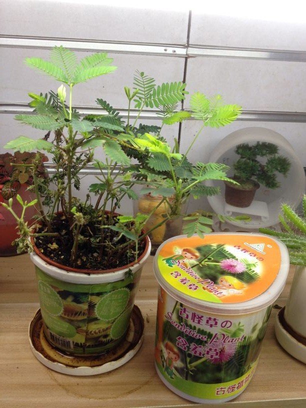 时尚创意古怪草盆栽 办公室桌面绿色小植物