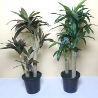 仿真情侣巴西木 美人铁 巴西铁室内绿植盆栽绿边巴西木手感材质 手感材质 情侣巴西 过胶叶
