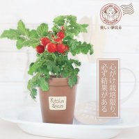 香草栽培 桌面室内小盆栽植物可定制Logo礼品厂家