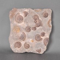 树脂仿真化石壁挂墙挂特色蜗牛软装挂画装饰画CF1120623-F50