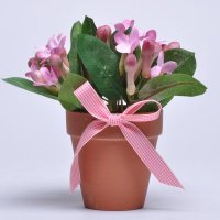 仿真新娘花假花装饰品摆设家居饰品客厅盆景S62336